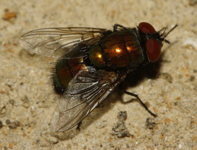 Mosca_4227.jpg