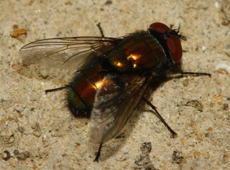Mosca_4228.jpg
