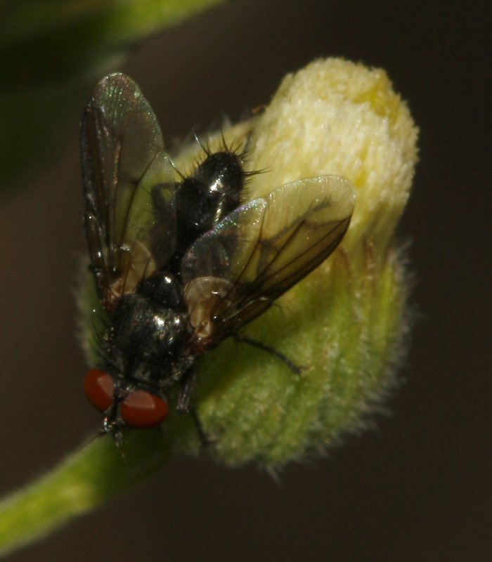 Mosca_4252.jpg