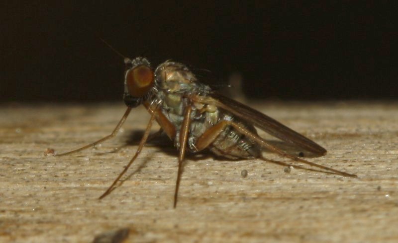 Mosca_4284.jpg