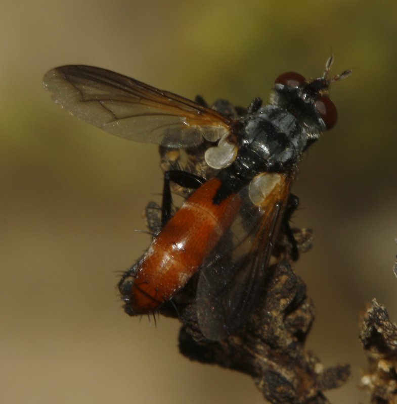 Mosca_4390.jpg