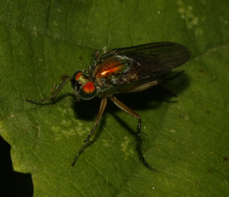 Mosca_4822.jpg