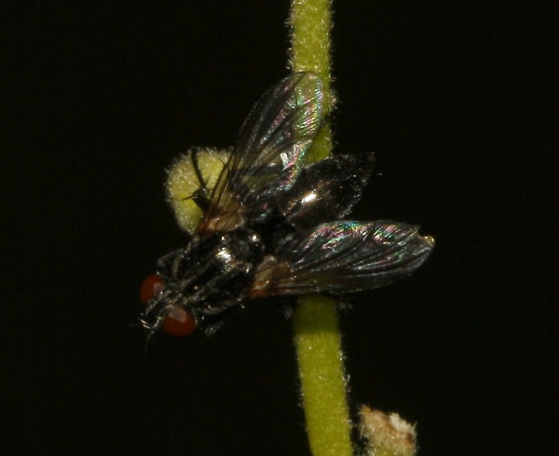 Mosca_4832.jpg