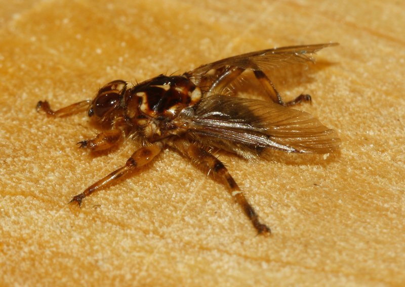 Mosca_5073.jpg