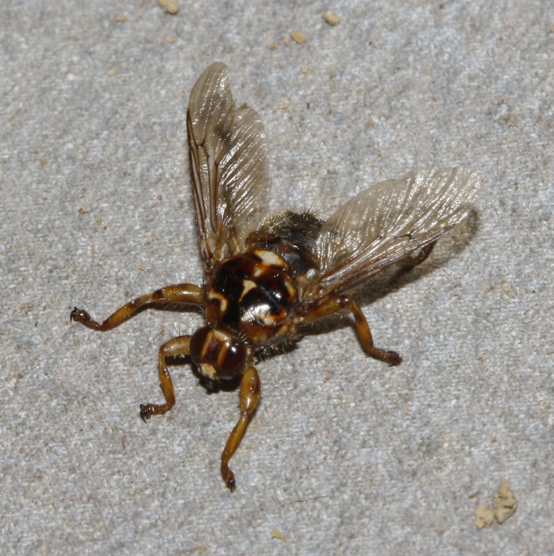 Mosca_5075.jpg