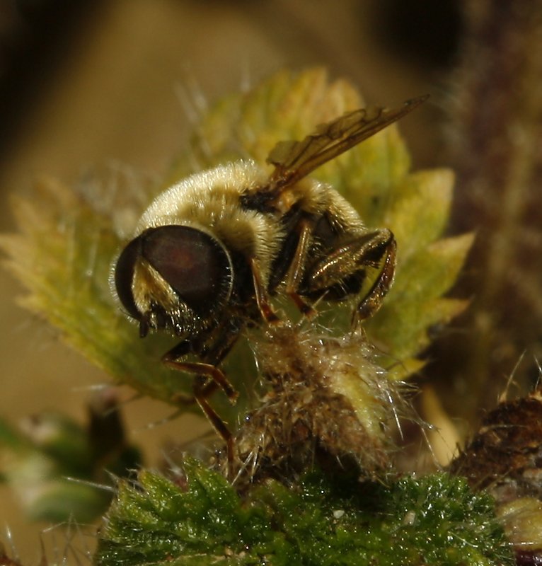 Mosca_5107.jpg