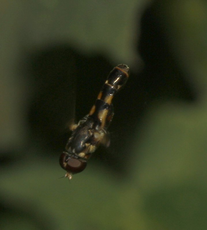 Mosca_5121.jpg