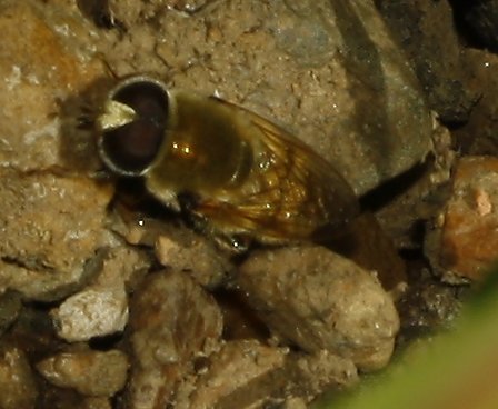 Mosca_5129.jpg