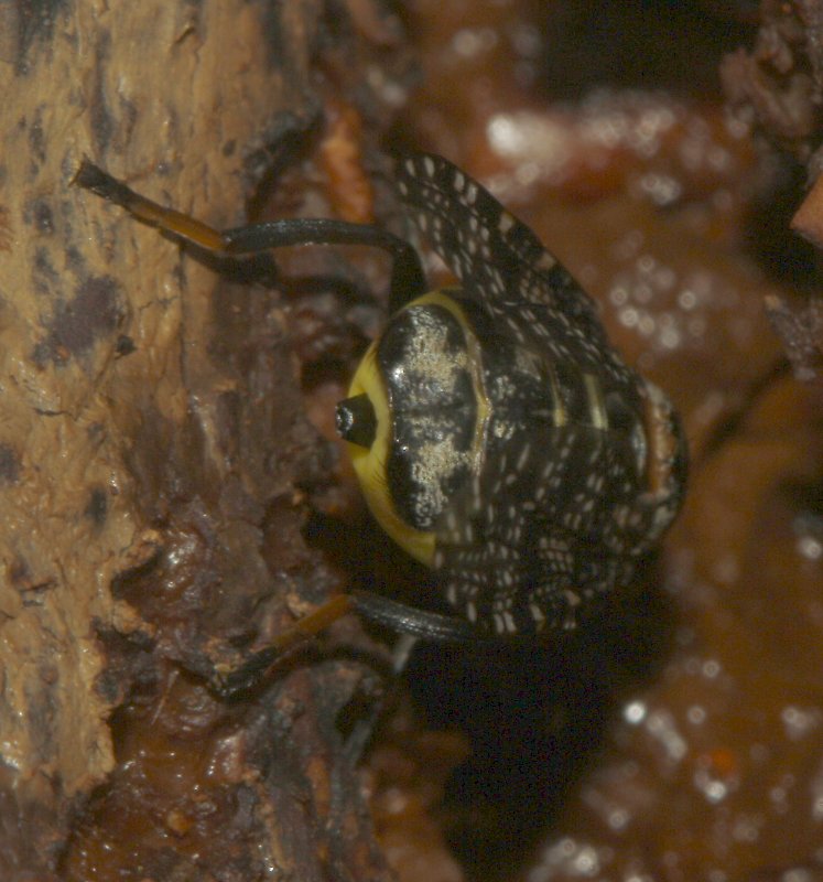 mosca_5538.jpg