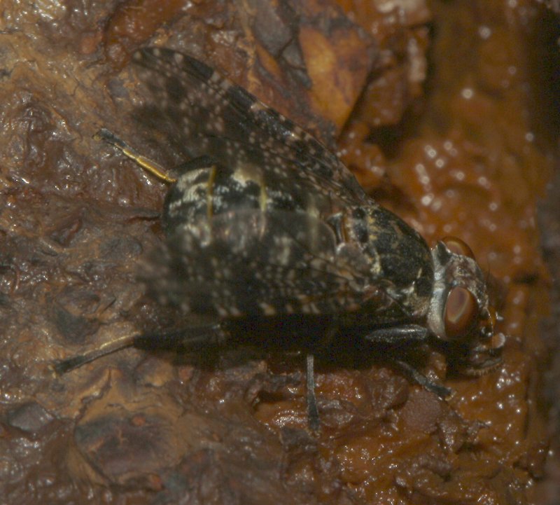 mosca_5539.jpg
