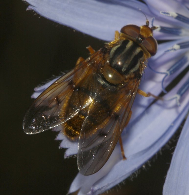 mosca_5544.jpg