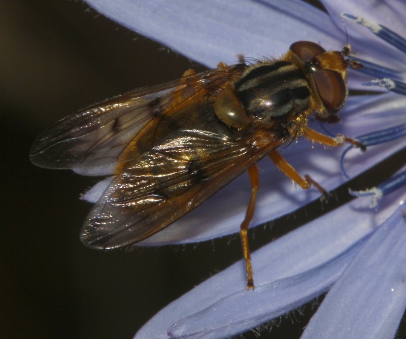 mosca_5545.jpg