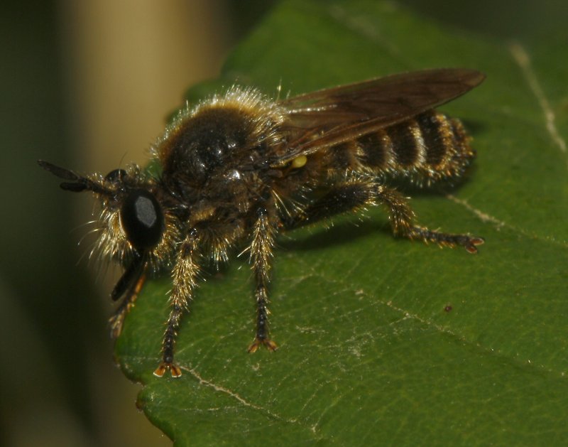 mosca_5555.jpg