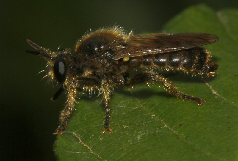 mosca_5556.jpg