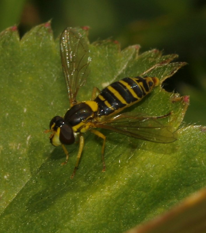 mosca_5830.jpg