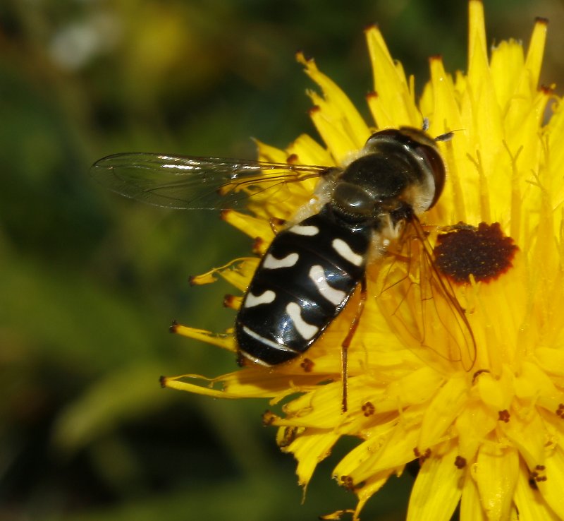 mosca_5849.jpg