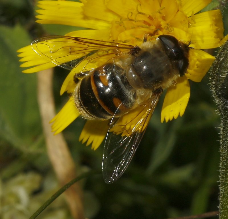 mosca_5850.jpg
