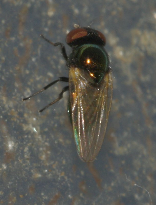 mosca_5851.jpg