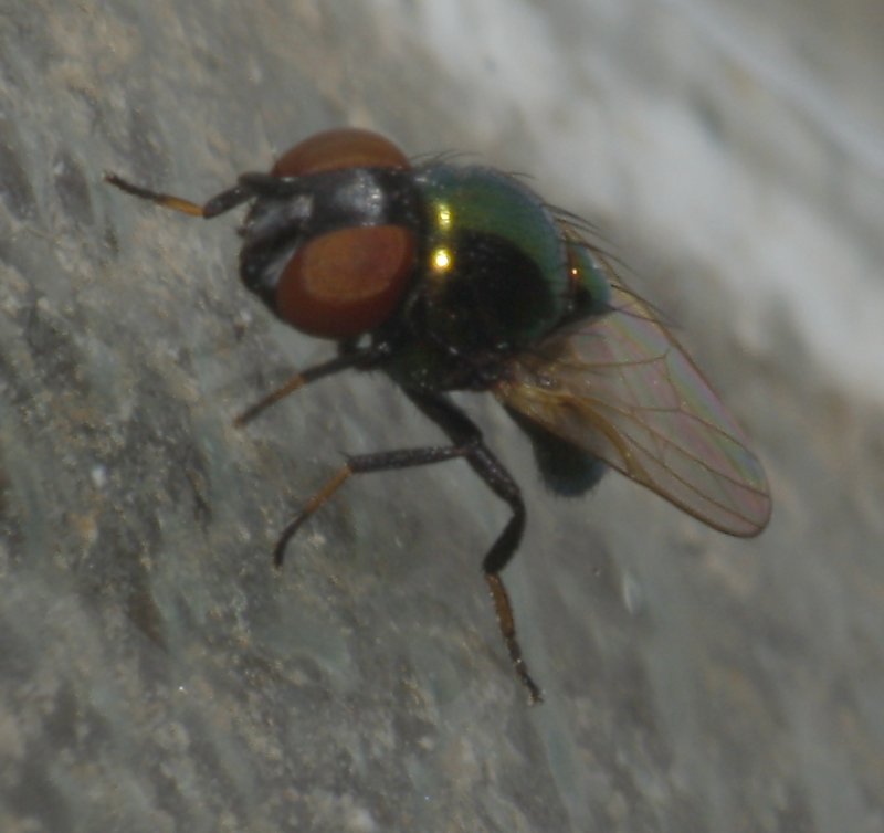 mosca_5852.jpg