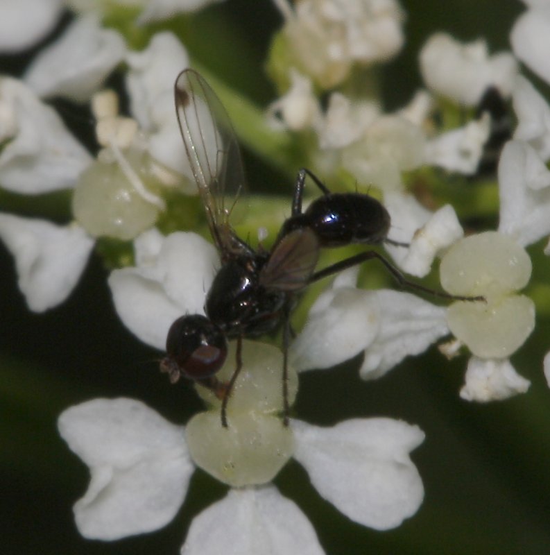 mosca_5898.jpg