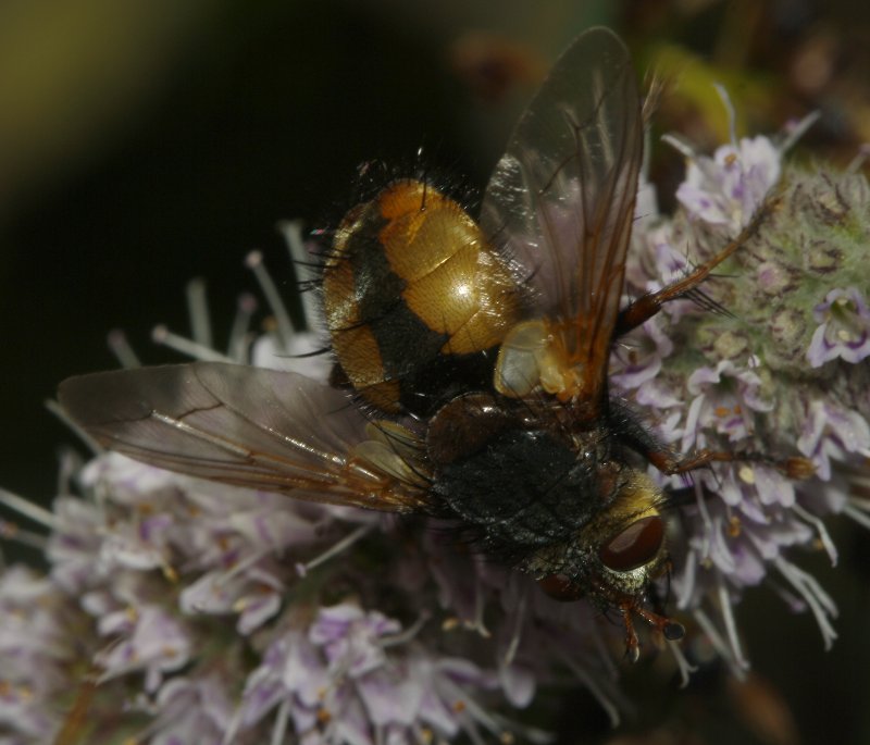 mosca_5969.jpg