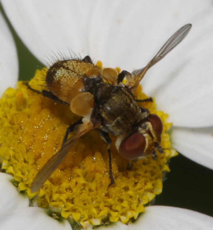 mosca_6069.jpg