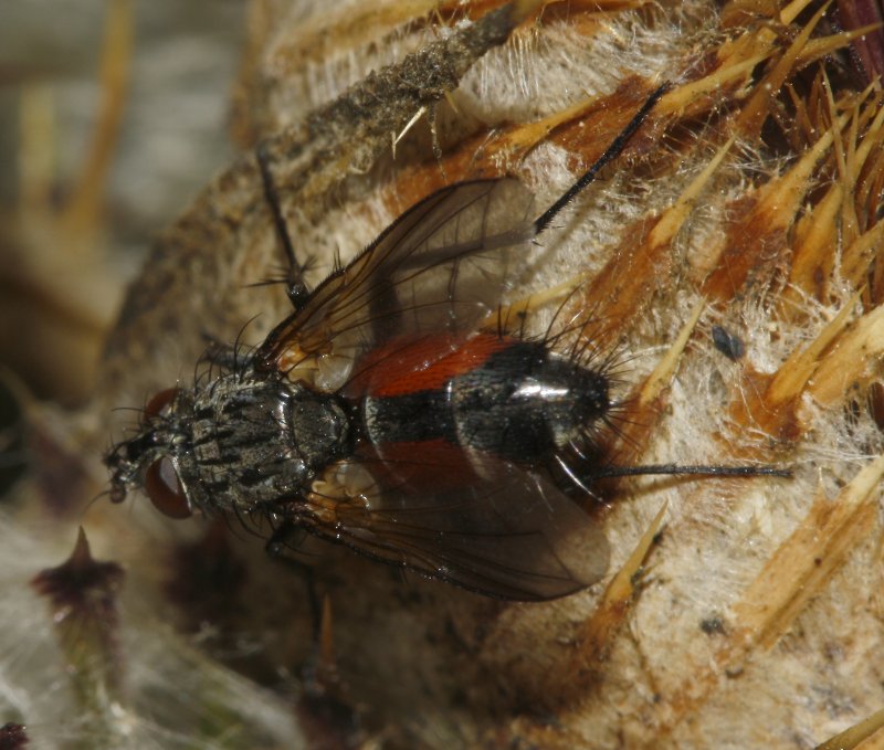 mosca_6097.jpg