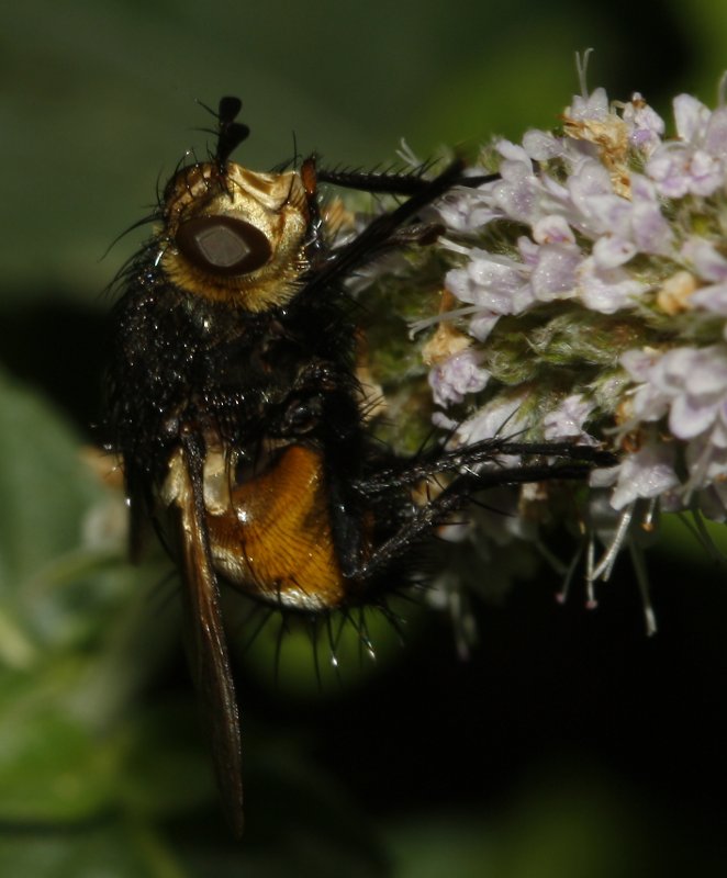 mosca_6284.jpg