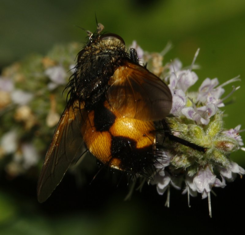 mosca_6285.jpg