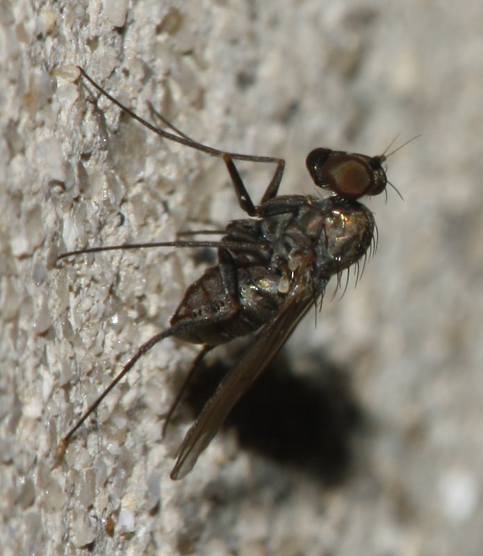 mosca_6515.jpg