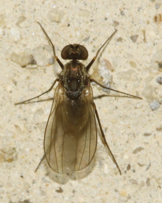 mosca_6520.jpg