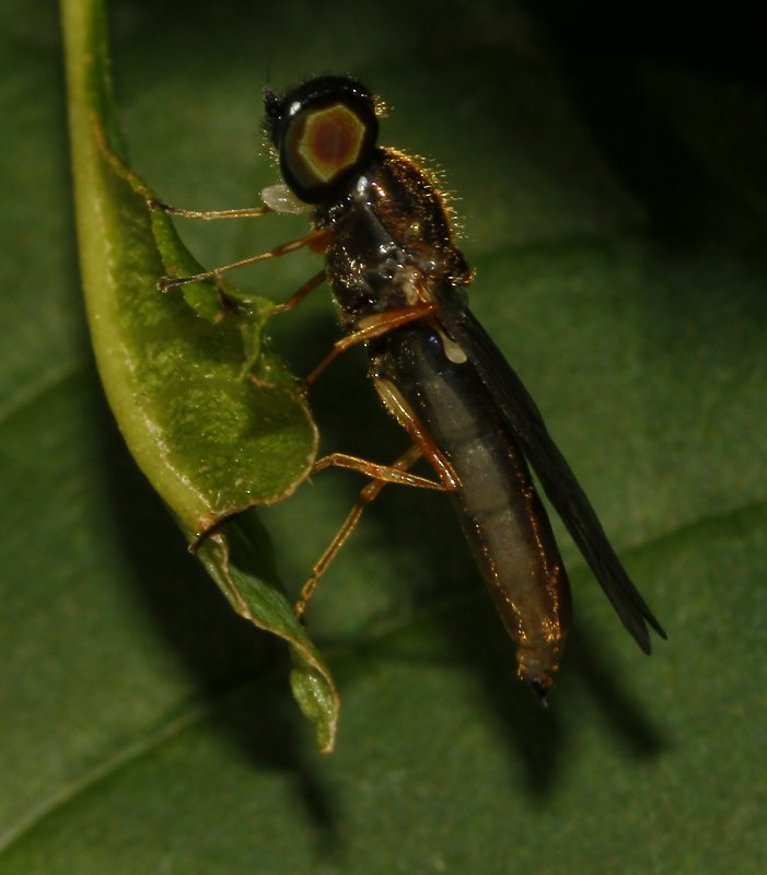 mosca_6605.jpg