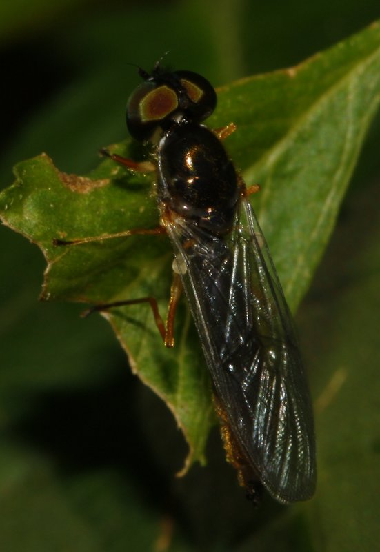 mosca_6606.jpg