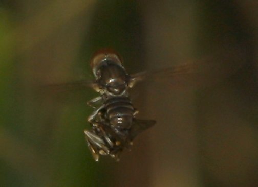 mosca_6608.jpg