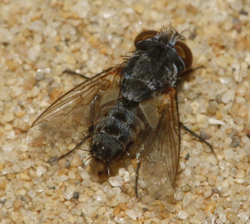mosca_6867.jpg