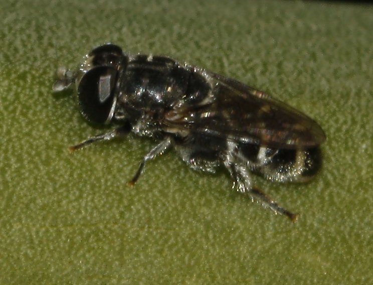 mosca_6868.jpg