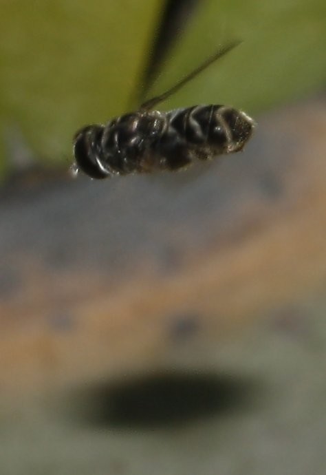 mosca_6883.jpg