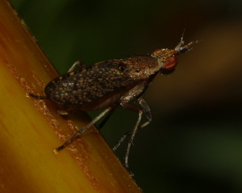 mosca_7355.jpg