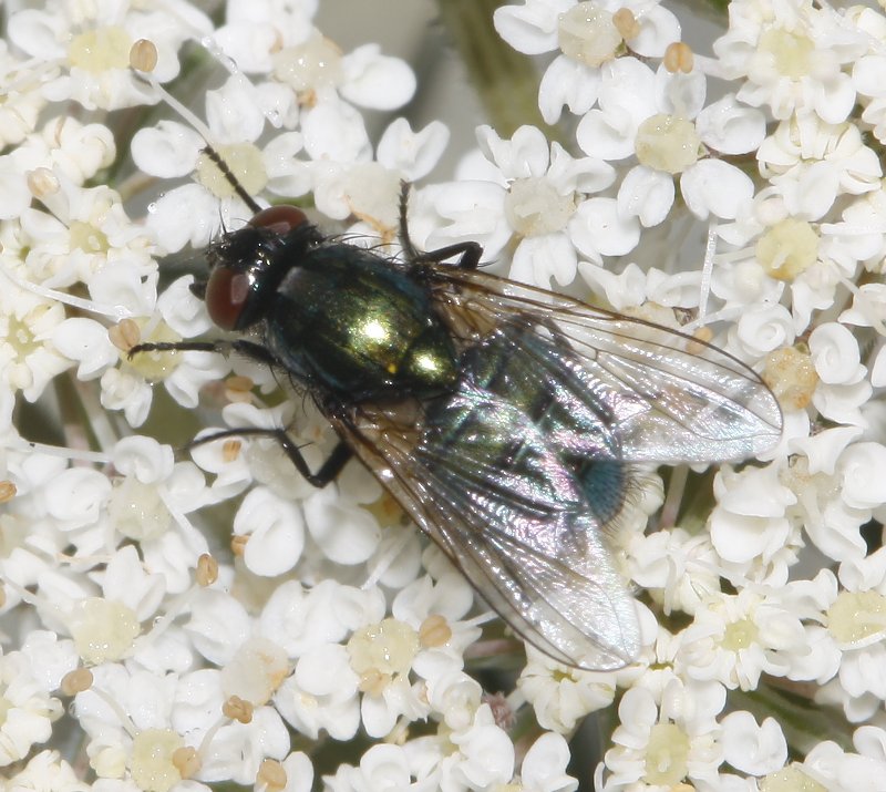 mosca_7363.jpg