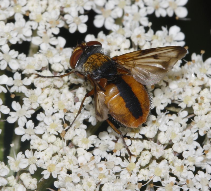 mosca_7369.jpg