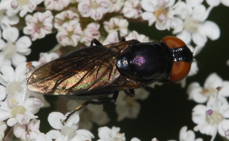 mosca_7372.jpg