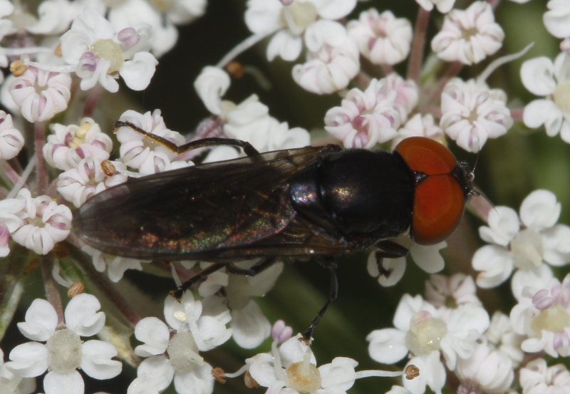 mosca_7373.jpg