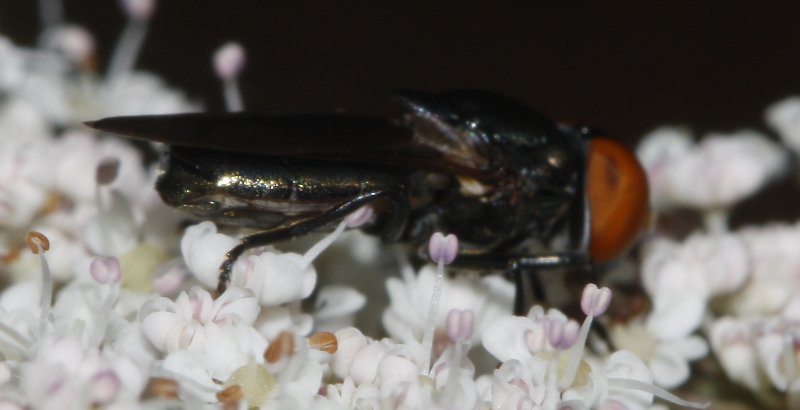 mosca_7374.jpg