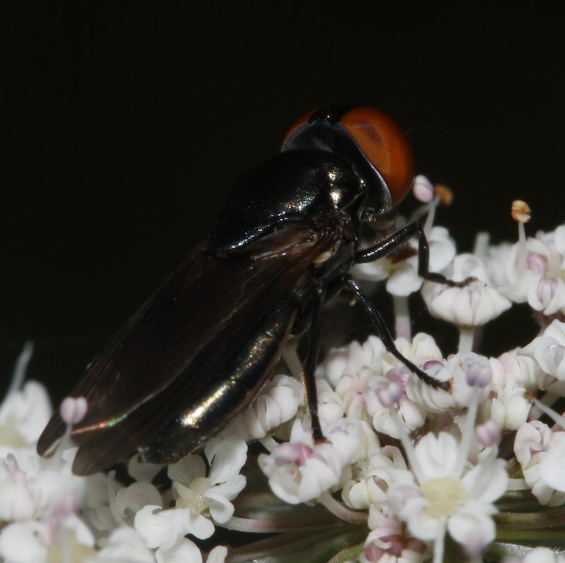 mosca_7376.jpg