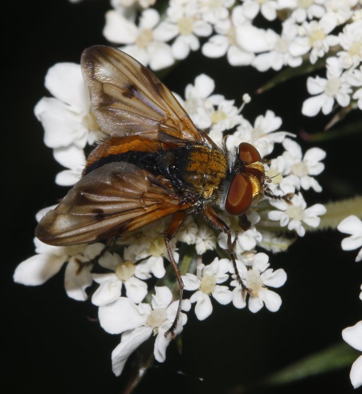 mosca_7379.jpg