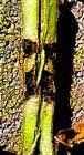 mosca_africana_tallo%5B1%5D.jpg