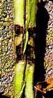 mosca_africana_tallo.jpg