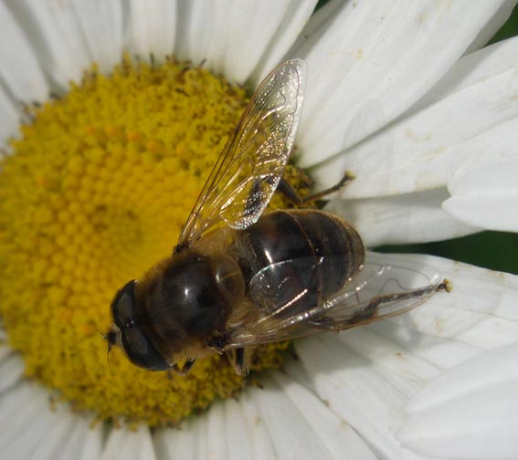 moscabeja.JPG