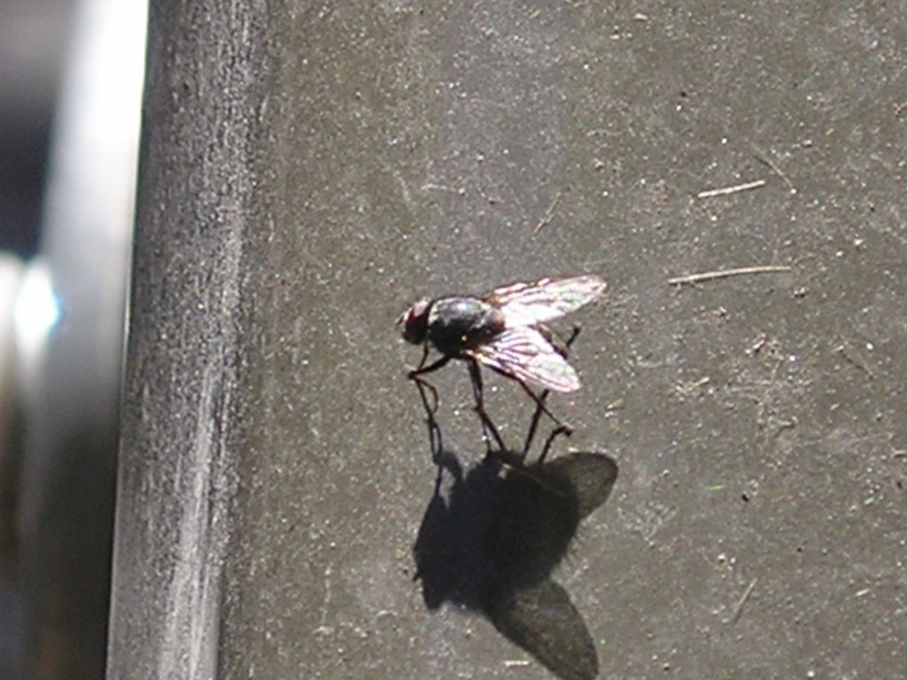 moscacomun1024x768.jpg