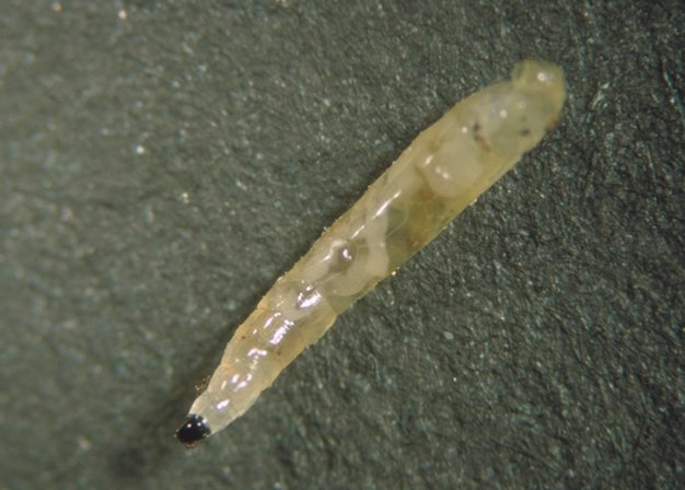 moscahumedadlarva03.jpg